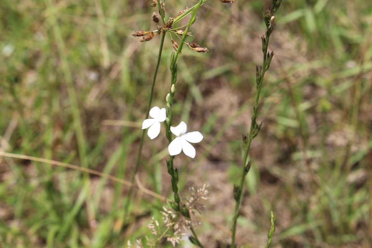 Striga angustifolia (D.Don) C.J.Saldanha